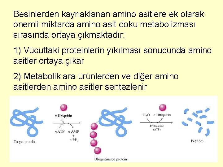 Besinlerden kaynaklanan amino asitlere ek olarak önemli miktarda amino asit doku metabolizması sırasında ortaya