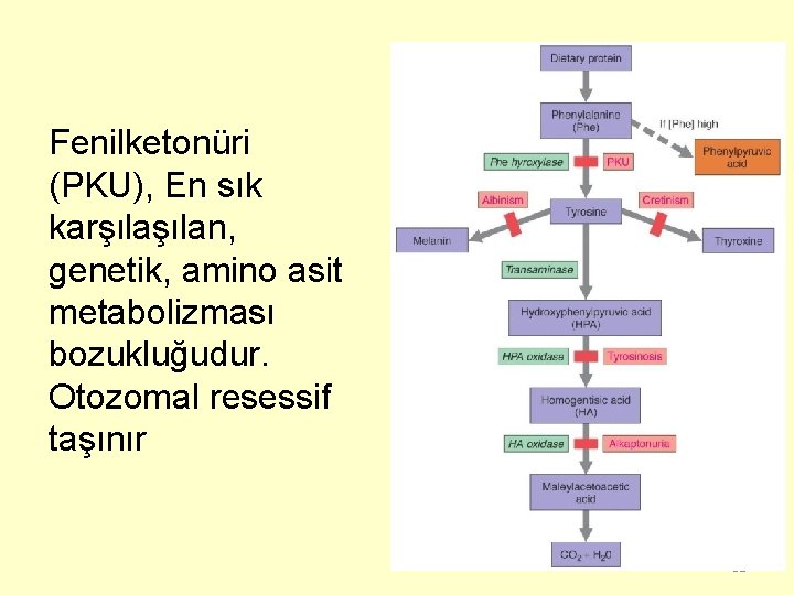 Fenilketonüri (PKU), En sık karşılan, genetik, amino asit metabolizması bozukluğudur. Otozomal resessif taşınır 31