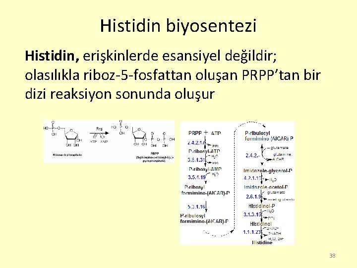 Histidin biyosentezi Histidin, erişkinlerde esansiyel değildir; olasılıkla riboz-5 -fosfattan oluşan PRPP’tan bir dizi reaksiyon