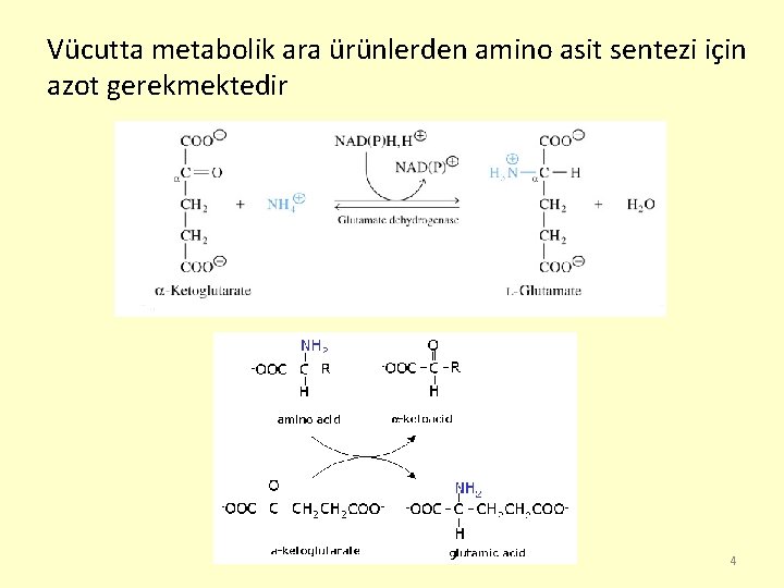 Vücutta metabolik ara ürünlerden amino asit sentezi için azot gerekmektedir 4 