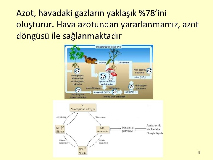 Azot, havadaki gazların yaklaşık %78’ini oluşturur. Hava azotundan yararlanmamız, azot döngüsü ile sağlanmaktadır 5