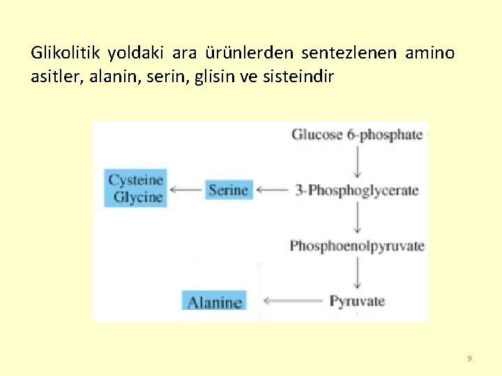 Glikolitik yoldaki ara ürünlerden sentezlenen amino asitler, alanin, serin, glisin ve sisteindir 9 