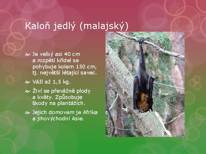 Kaloň jedlý (malajský) Je velký asi 40 cm a rozpětí křídel se pohybuje kolem