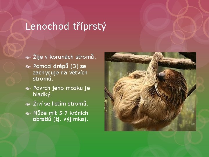 Lenochod tříprstý Žije v korunách stromů. Pomocí drápů (3) se zachycuje na větvích stromů.