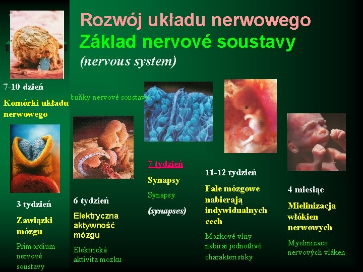 Rozwój układu nerwowego Základ nervové soustavy (nervous system) 7 -10 dzień Komórki układu nerwowego