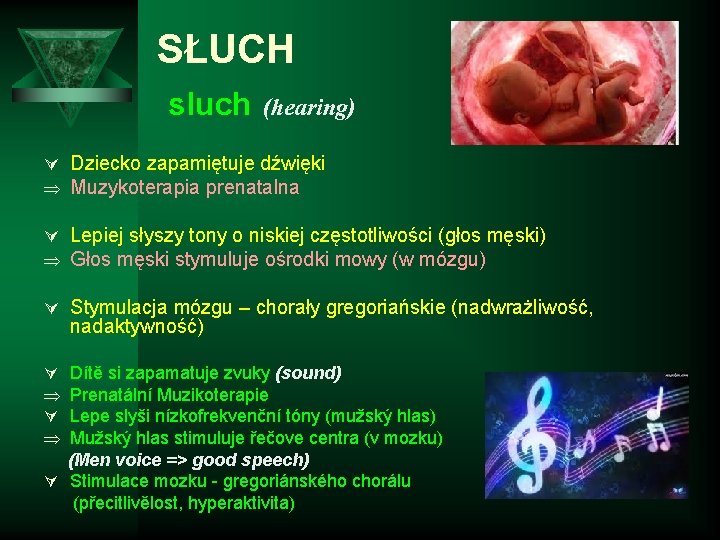 SŁUCH sluch (hearing) Ú Dziecko zapamiętuje dźwięki Þ Muzykoterapia prenatalna Ú Lepiej słyszy tony