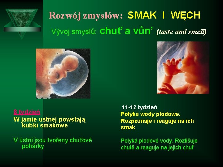 Rozwój zmysłów: SMAK I WĘCH Vývoj smyslů: chuť a vůn’ (taste and smell) 8