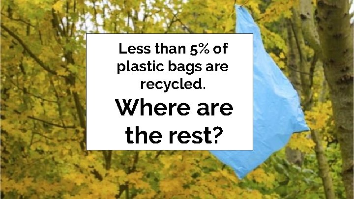 Less than 5% of plastic bags are recycled. Where are the rest? 