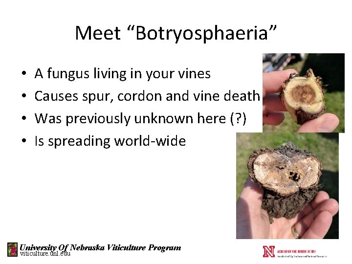 Meet “Botryosphaeria” • • A fungus living in your vines Causes spur, cordon and