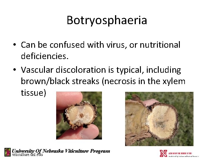 Botryosphaeria • Can be confused with virus, or nutritional deficiencies. • Vascular discoloration is