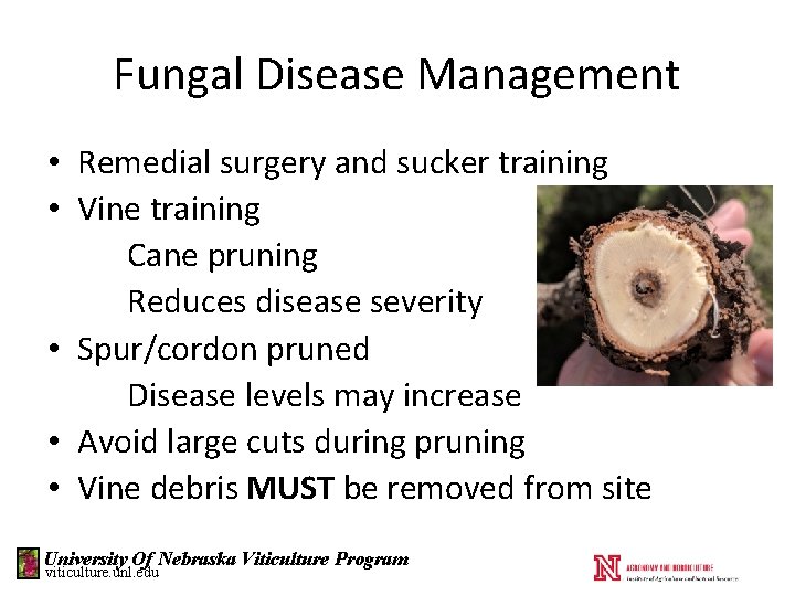 Fungal Disease Management • Remedial surgery and sucker training • Vine training Cane pruning