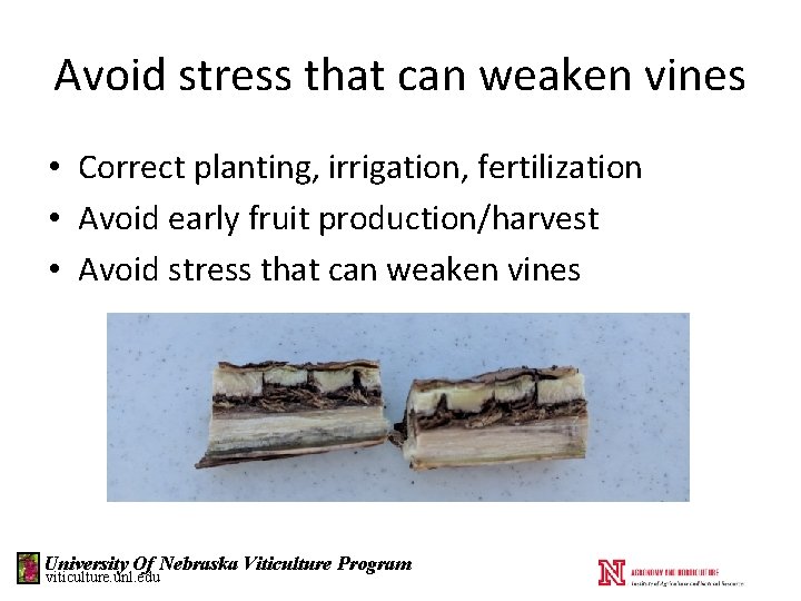Avoid stress that can weaken vines • Correct planting, irrigation, fertilization • Avoid early