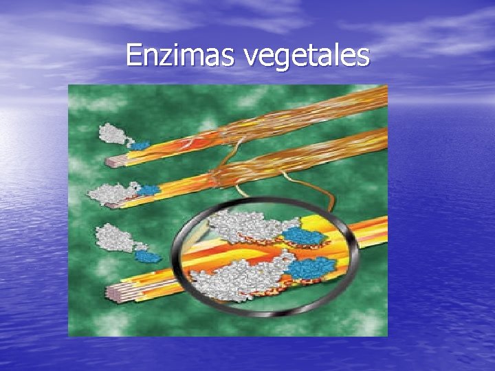 Enzimas vegetales 