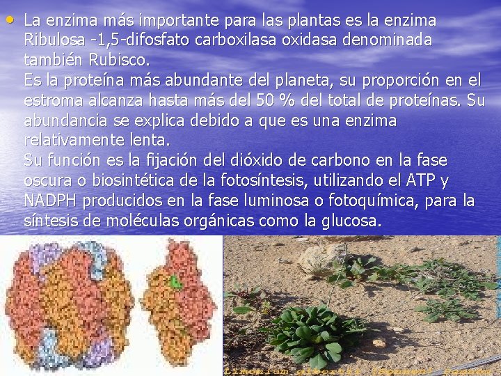  • La enzima más importante para las plantas es la enzima Ribulosa -1,