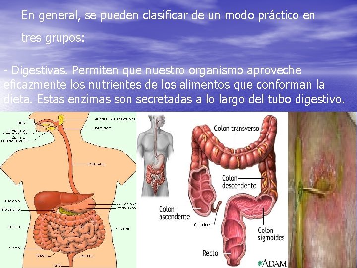 En general, se pueden clasificar de un modo práctico en tres grupos: - Digestivas.