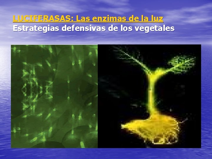 LUCIFERASAS: Las enzimas de la luz Estrategias defensivas de los vegetales 