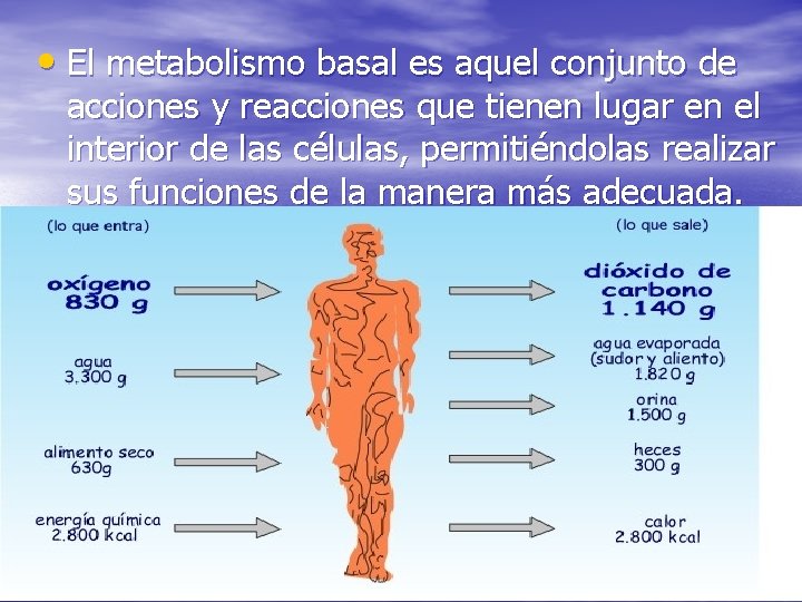  • El metabolismo basal es aquel conjunto de acciones y reacciones que tienen