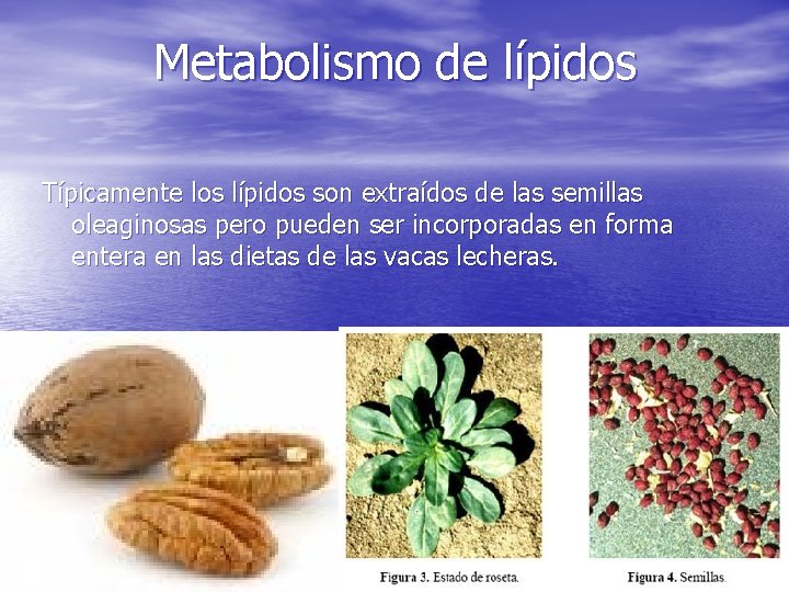 Metabolismo de lípidos Típicamente los lípidos son extraídos de las semillas oleaginosas pero pueden
