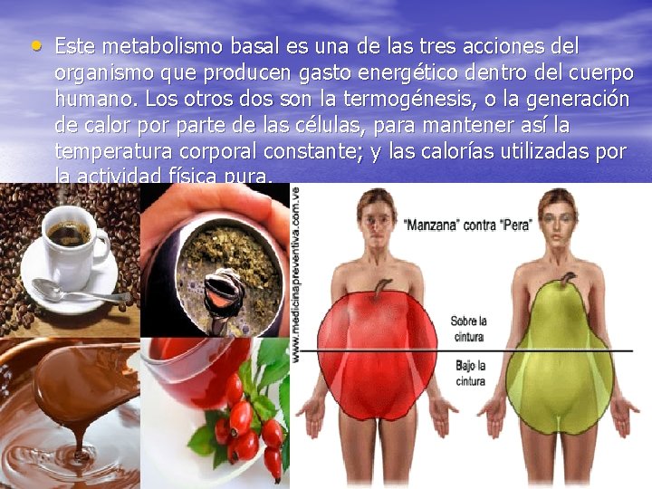  • Este metabolismo basal es una de las tres acciones del organismo que