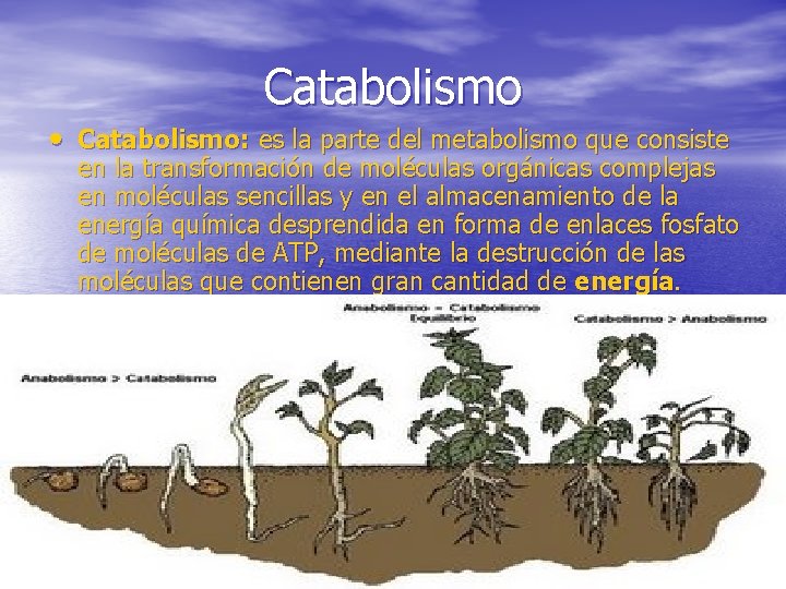 Catabolismo • Catabolismo: es la parte del metabolismo que consiste en la transformación de