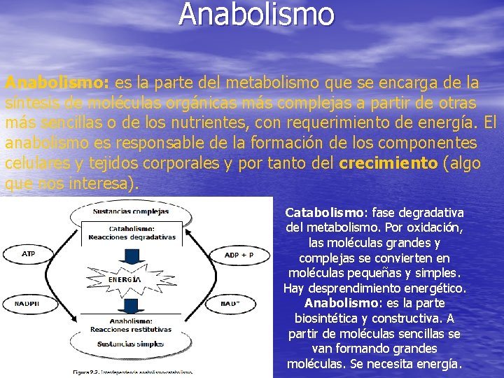 Anabolismo: es la parte del metabolismo que se encarga de la síntesis de moléculas