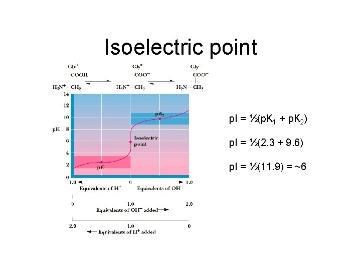 Isoelectric point p. I = ½(p. K 1 + p. K 2) p. I