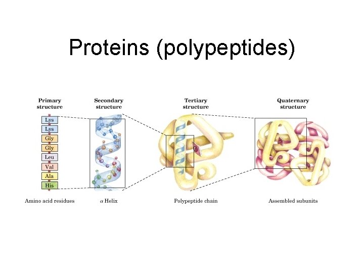 Proteins (polypeptides) 