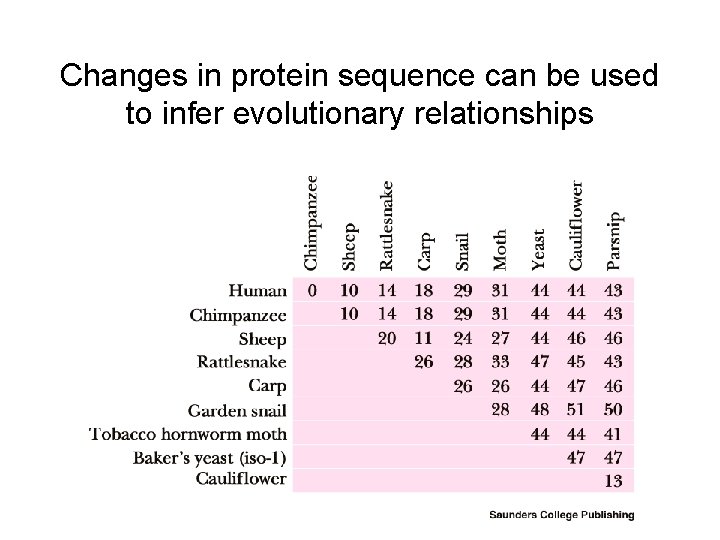 Changes in protein sequence can be used to infer evolutionary relationships 