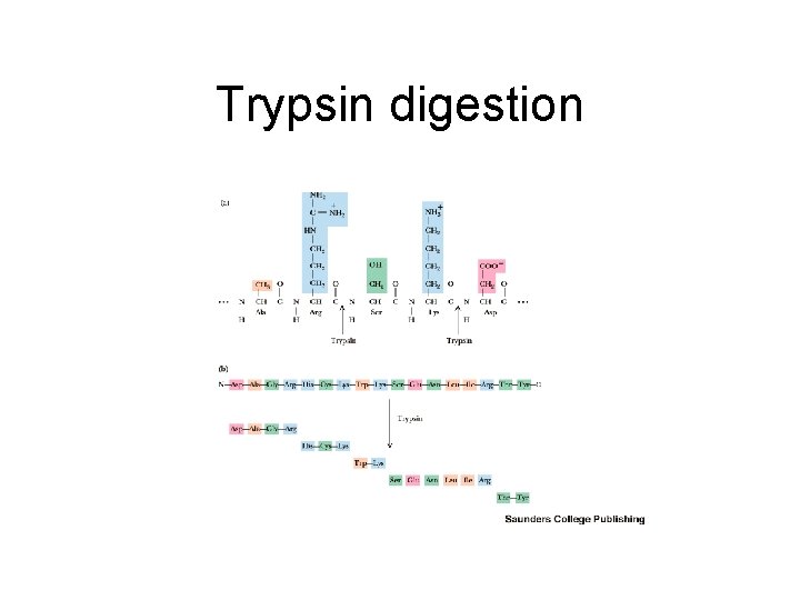 Trypsin digestion 