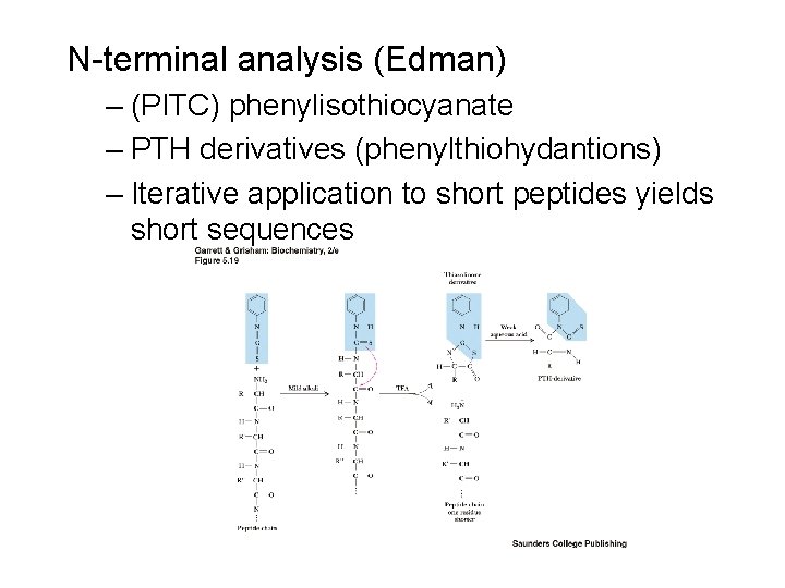 N-terminal analysis (Edman) – (PITC) phenylisothiocyanate – PTH derivatives (phenylthiohydantions) – Iterative application to