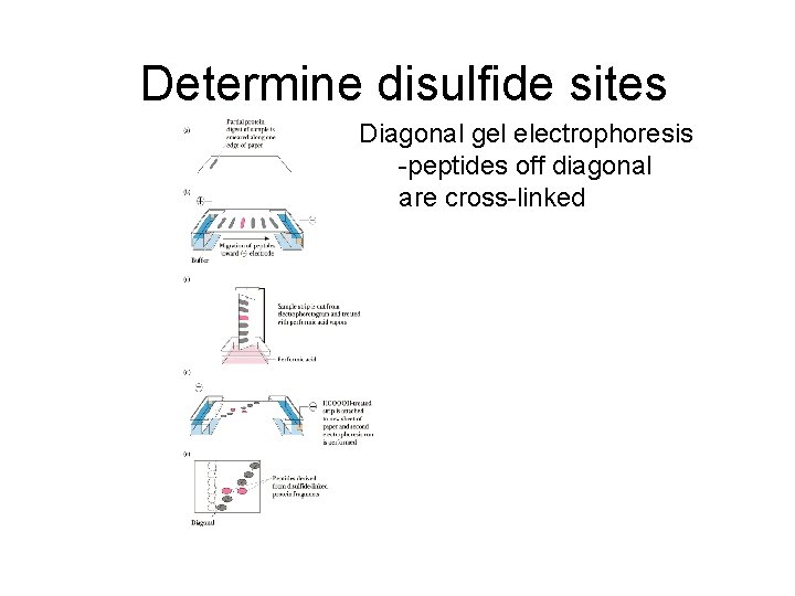 Determine disulfide sites Diagonal gel electrophoresis -peptides off diagonal are cross-linked 