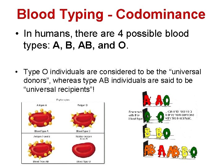 Blood Typing - Codominance • In humans, there are 4 possible blood types: A,