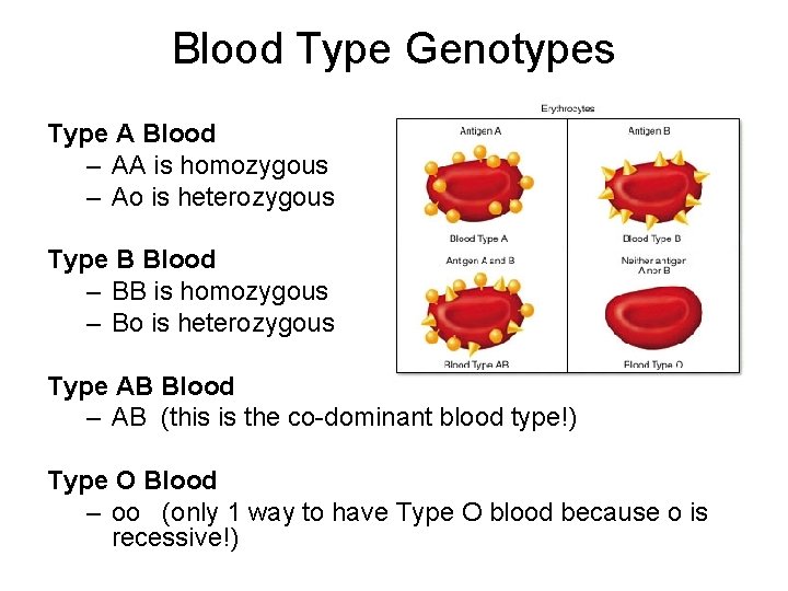 Blood Type Genotypes Type A Blood – AA is homozygous – Ao is heterozygous