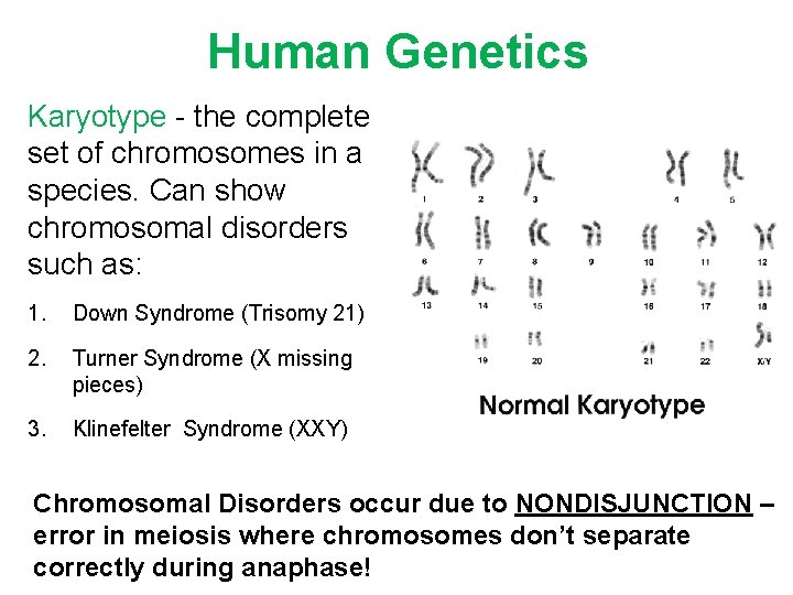 Human Genetics Karyotype - the complete set of chromosomes in a species. Can show