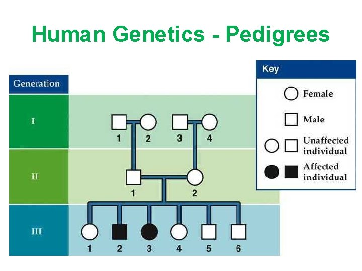 Human Genetics - Pedigrees 