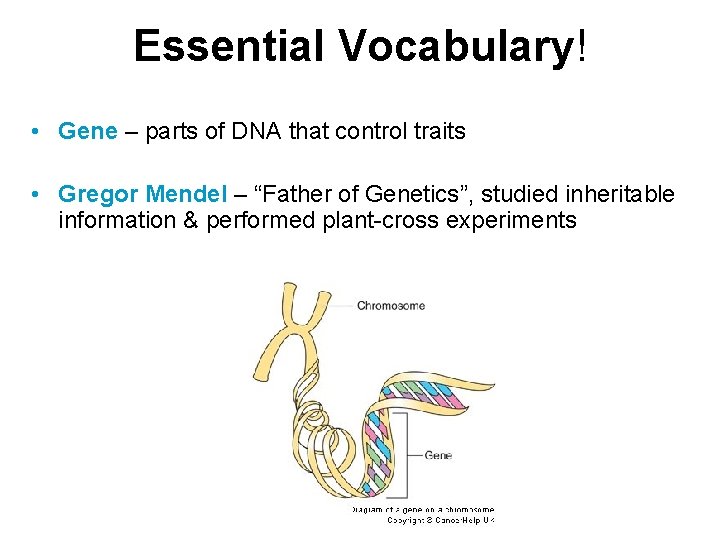 Essential Vocabulary! • Gene – parts of DNA that control traits • Gregor Mendel