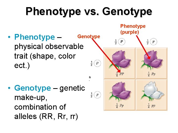 Phenotype vs. Genotype • Phenotype – physical observable trait (shape, color ect. ) •