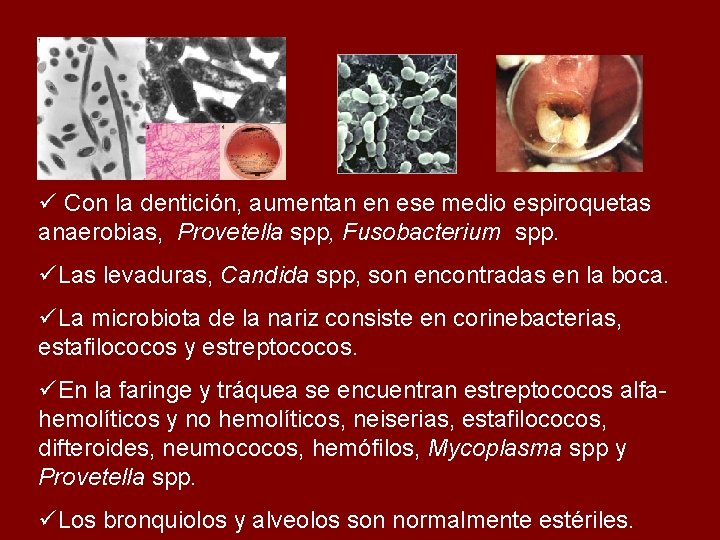 ü Con la dentición, aumentan en ese medio espiroquetas anaerobias, Provetella spp, Fusobacterium spp.