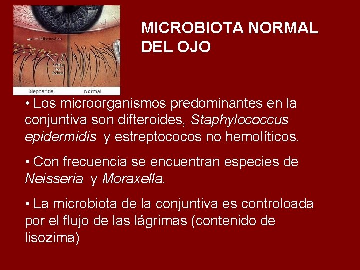 MICROBIOTA NORMAL DEL OJO • Los microorganismos predominantes en la conjuntiva son difteroides, Staphylococcus