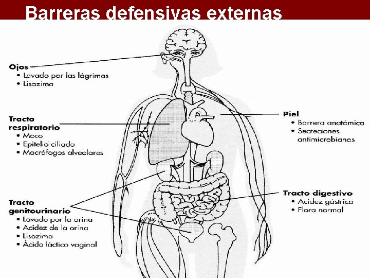 Barreras defensivas externas 