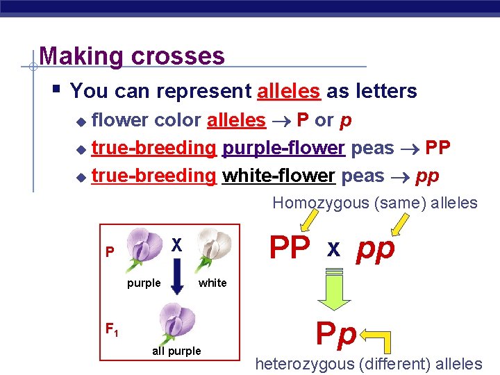 Making crosses § You can represent alleles as letters flower color alleles P or