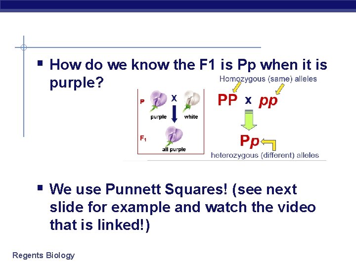 § How do we know the F 1 is Pp when it is purple?