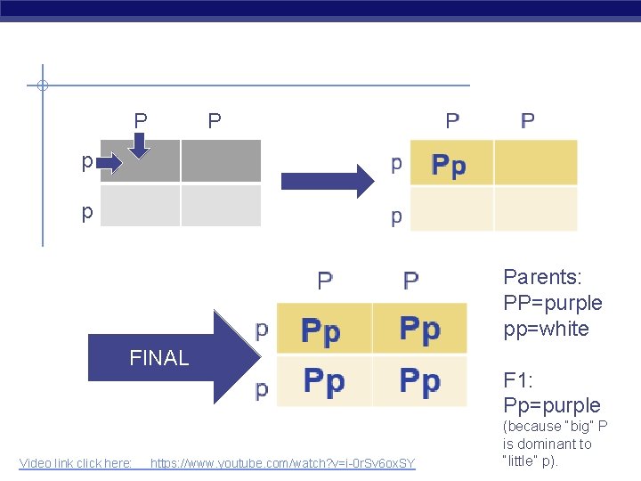 P P p p Parents: PP=purple pp=white FINAL Regents Biology Video link click here: