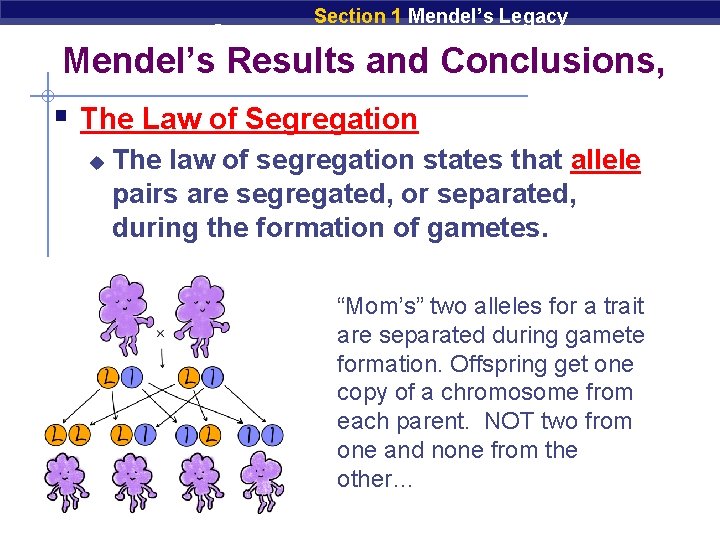 Chapter 9 Section 1 Mendel’s Legacy Mendel’s Results and Conclusions, § The Law of