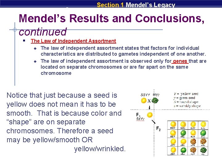 Chapter 9 Section 1 Mendel’s Legacy Mendel’s Results and Conclusions, continued § The Law