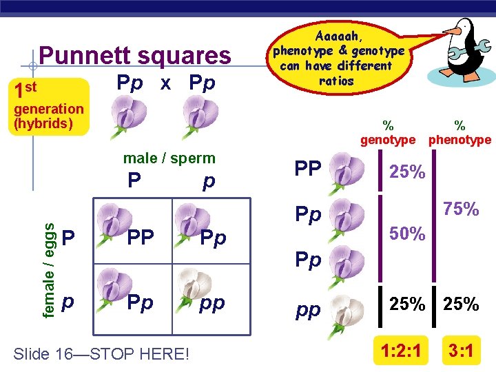 Punnett squares Pp x Pp 1 st Aaaaah, phenotype & genotype can have different