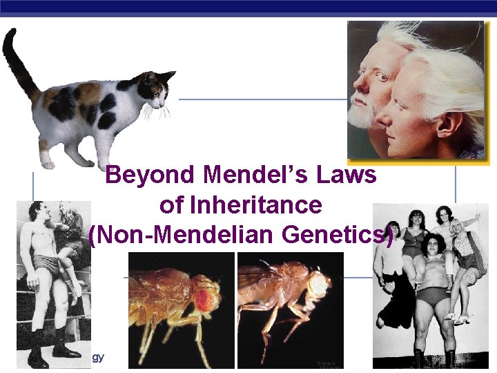 Beyond Mendel’s Laws of Inheritance (Non-Mendelian Genetics) Regents Biology 2007 -2008 