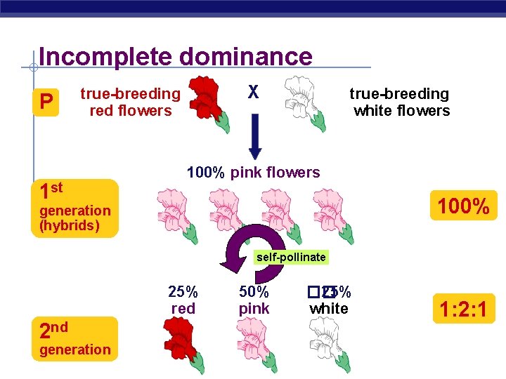 Incomplete dominance P X true-breeding red flowers 1 st true-breeding white flowers 100% pink