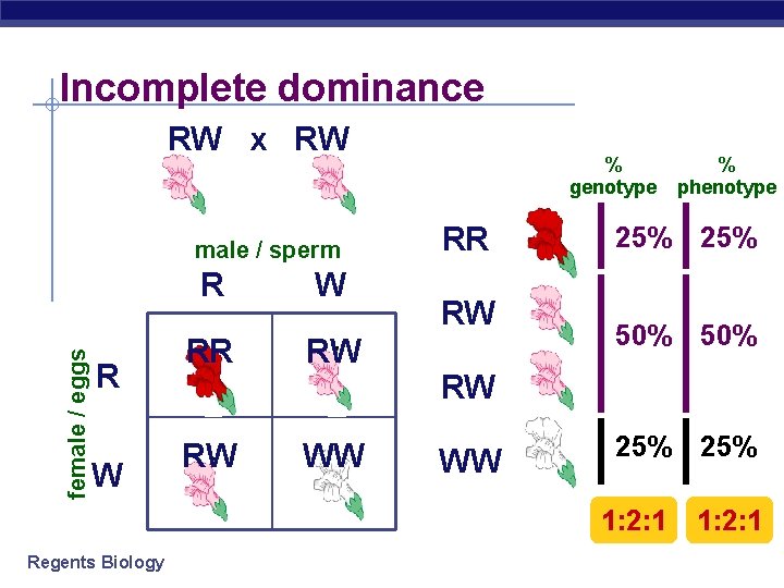 Incomplete dominance RW x RW male / sperm female / eggs R R W