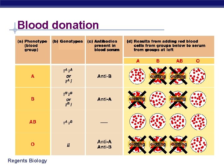 Blood donation clotting Regents Biology clotting 
